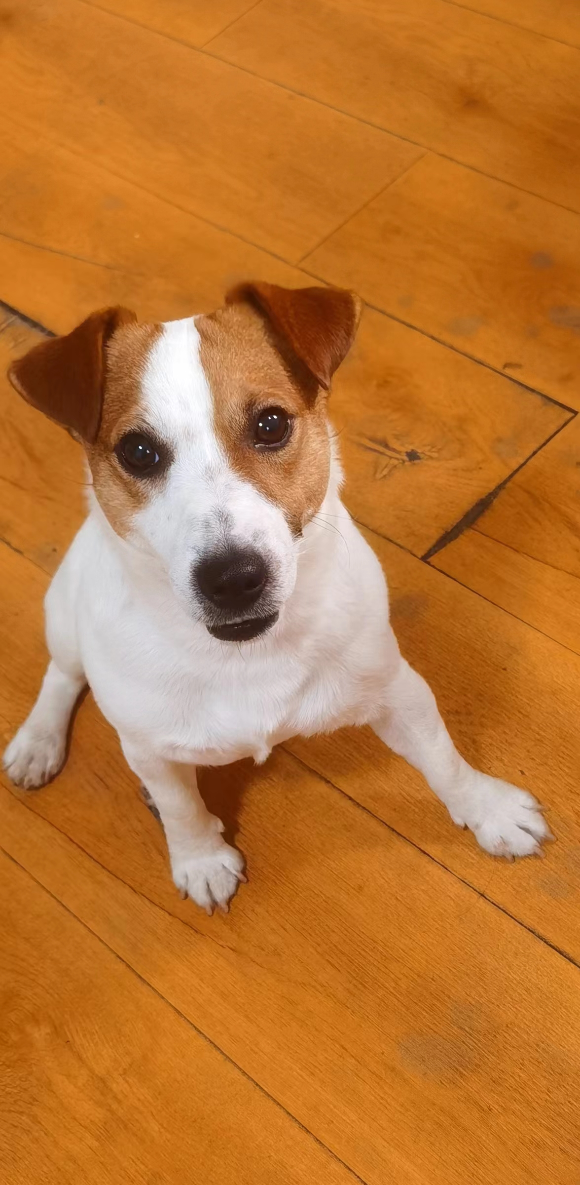 杰克罗素梗幼犬公母都有